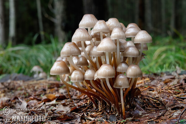 Helmovka leponohá (Mycena inclinata)