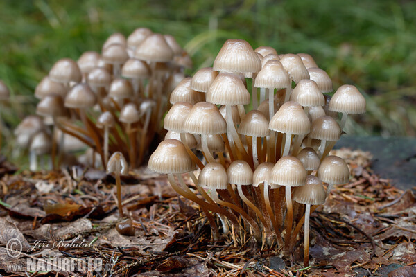 Helmovka leponohá (Mycena inclinata)