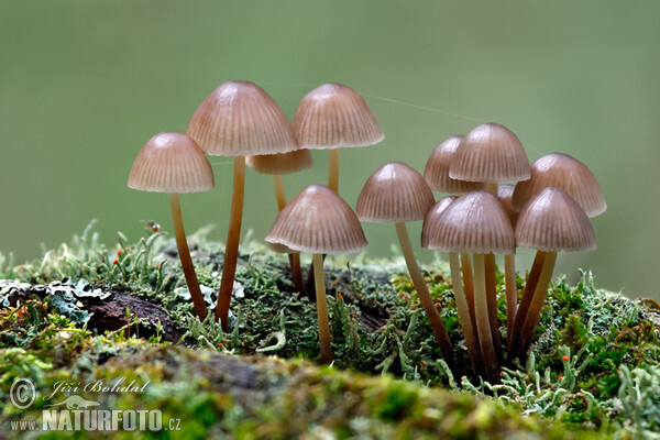 Helmovka leponohá (Mycena inclinata)