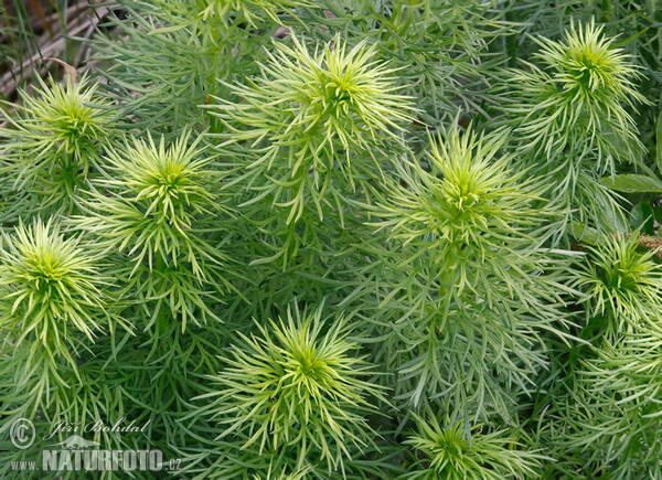 Hlaváček jarní (Adonis vernalis)