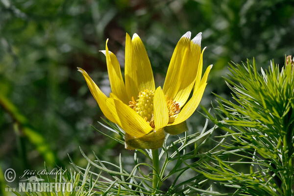 Hlaváček jarní (Adonis vernalis)