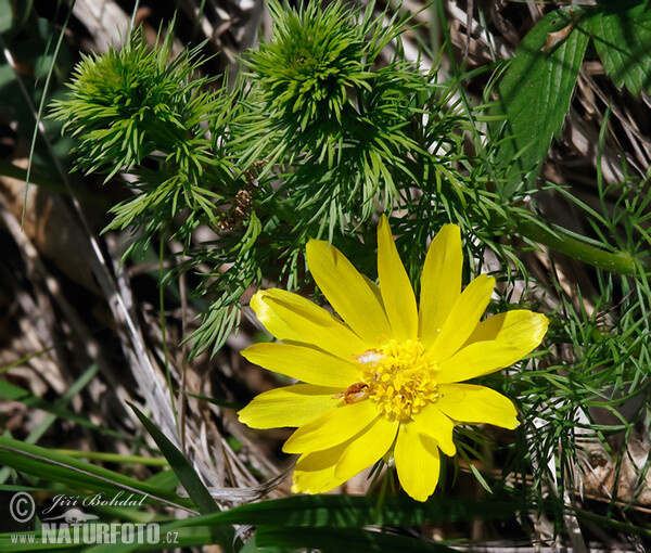 Hlaváček jarní (Adonis vernalis)