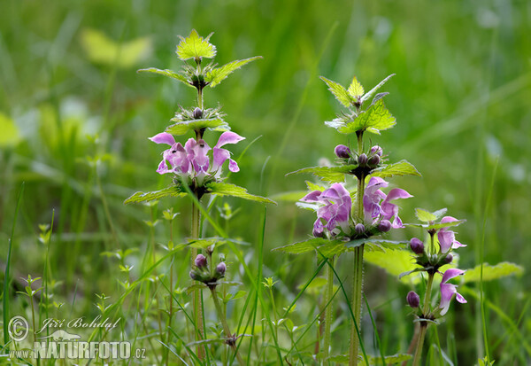 Hluchavka skvrnitá (Lamium maculatum)