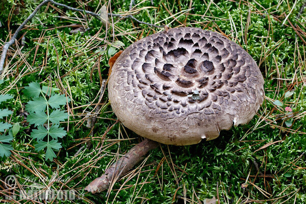 Jelenkovec škridlicový (Sarcodon imbricatus)