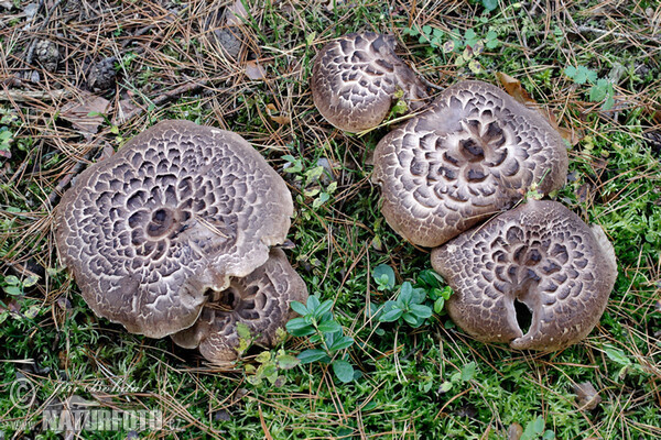 Jelenkovec škridlicový (Sarcodon imbricatus)