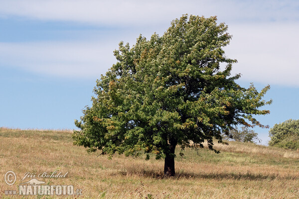 Jeřáb oskeruše (Sorbus domestica)