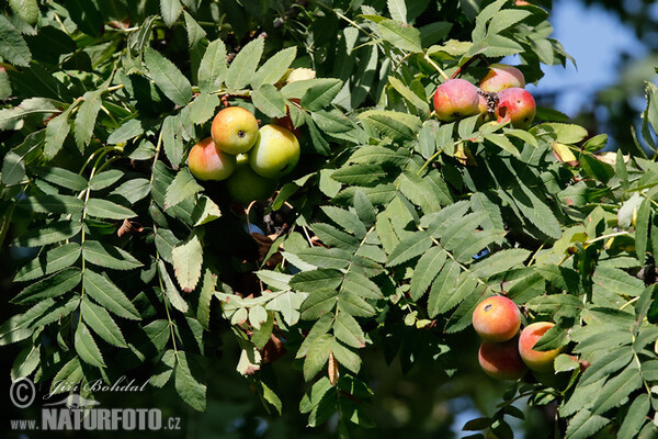 Jeřáb oskeruše (Sorbus domestica)