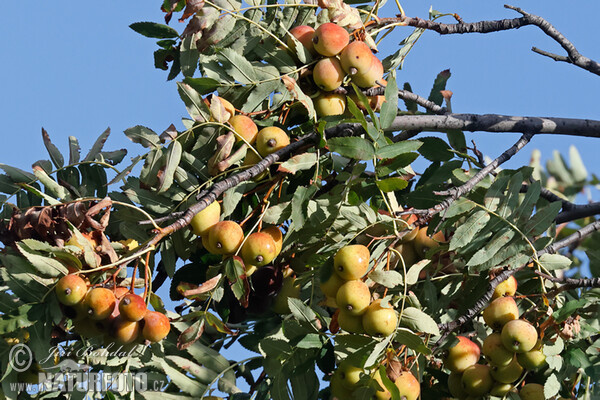 Jeřáb oskeruše (Sorbus domestica)