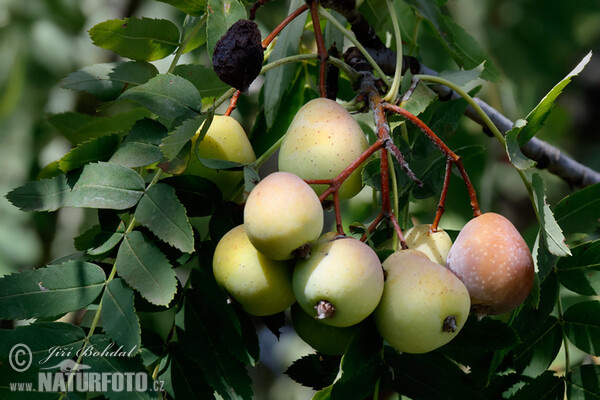 Jeřáb oskeruše (Sorbus domestica)