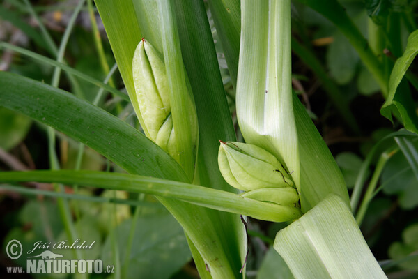 Jesienka obyčajná (Colchicum autumnale)