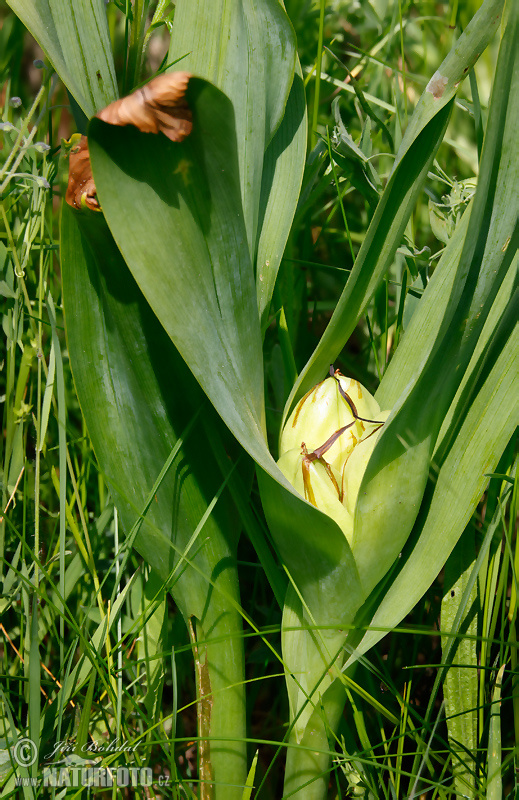 Jesienka obyčajná (Colchicum autumnale)