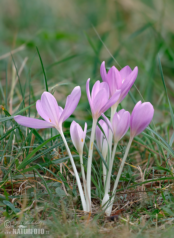 Jesienka obyčajná (Colchicum autumnale)