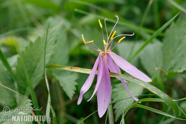 Jesienka obyčajná (Colchicum autumnale)