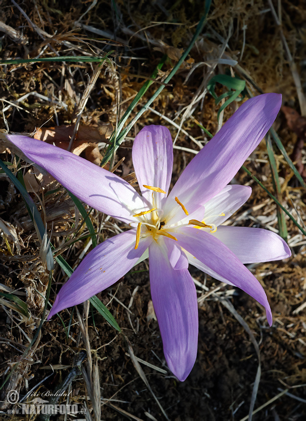 Jesienka obyčajná (Colchicum autumnale)