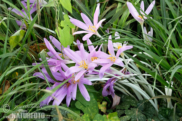 Jesienka obyčajná (Colchicum autumnale)