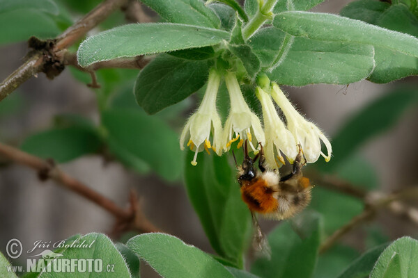 Kamčatske čučoriedky (Lonicera caeruelea var. kamtschatica)