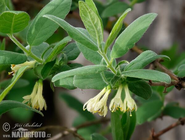 Kamčatske čučoriedky (Lonicera caeruelea var. kamtschatica)