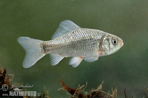 Karas obecný (Carassius carassius)