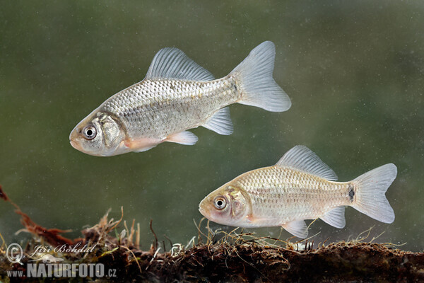 Karas obecný (Carassius carassius)