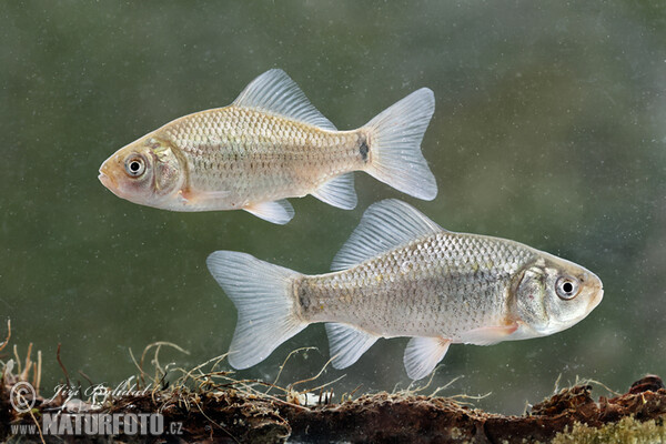 Karas obecný (Carassius carassius)