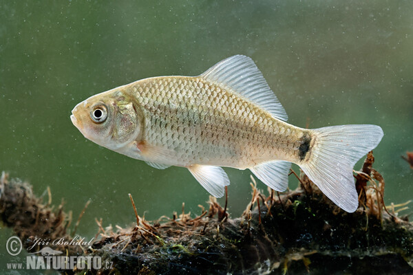 Karas obecný (Carassius carassius)