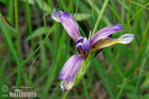 Kosatec távolistý (Iris graminea)