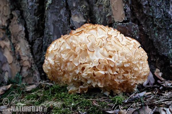 Kučierka veľká (Sparassis crispa)