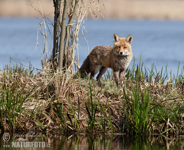 Líška hrdzavá (Vulpes vulpes)