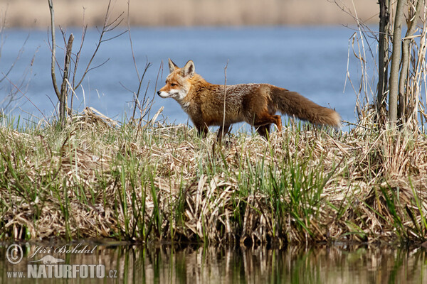 Líška hrdzavá (Vulpes vulpes)