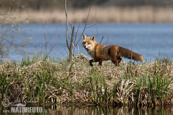 Líška hrdzavá (Vulpes vulpes)