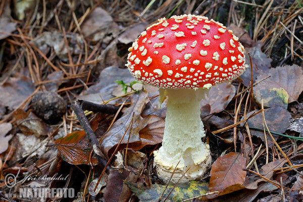 Muchomůrka červená (Amanita muscaria)