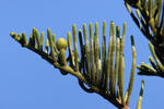 Araukária štíhlá (Araucaria heterophylla)