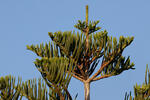 Blahočet ztepilý (Araucaria heterophylla)