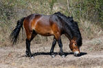 Exmoorský pony