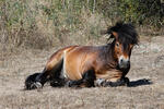 Exmoorský pony