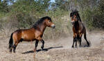 Exmoorský pony (Equus ferus f. caballus)