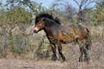 Exmoorský pony (Equus ferus f. caballus)