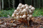 Helmovka leponohá (Mycena inclinata)