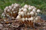 Helmovka leponohá (Mycena inclinata)