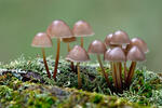 Helmovka leponohá (Mycena inclinata)