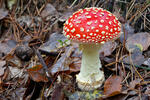 Muchomůrka červená (Amanita muscaria)