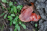 Pstřeň dubový (Fistulina hepatica)