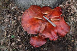 Pstřeň dubový (Fistulina hepatica)