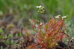 Rosnatka prostřední (Drosera intermedia)