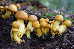 Šupinovka nádherná (Gymnopilus spectabilis)