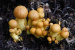 Šupinovka nádherná (Gymnopilus spectabilis)