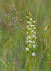 Vemeník dvoulistý (Platanthera bifolia)