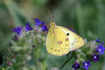 Žluťásek čičorečkový (Colias hyale)