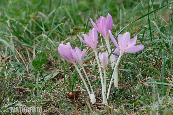 Ocún jesenní (Colchicum autumnale)