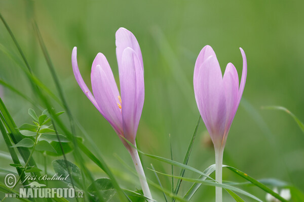 Ocún jesenní (Colchicum autumnale)